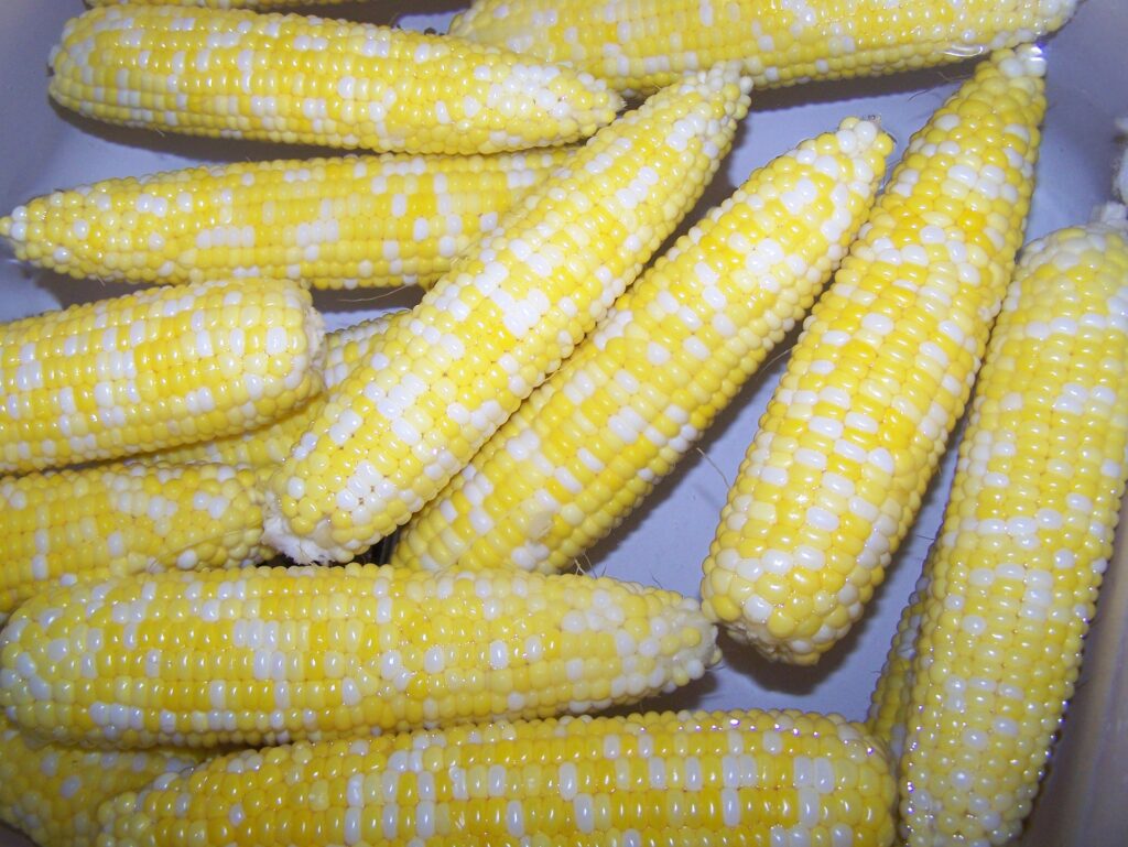 Sweet Corn
